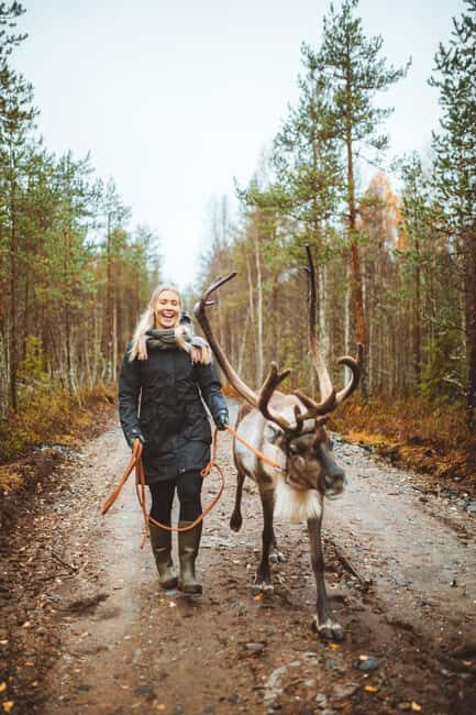 Rovaniemi: Walk with Reindeer - The Experience in Detail