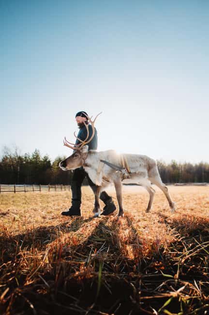 Rovaniemi: Walk with Reindeer - Who Is This Tour Best For?