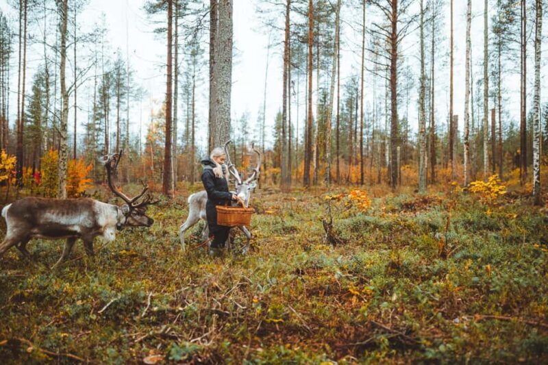 Rovaniemi: Walk with Reindeer - Final Thoughts