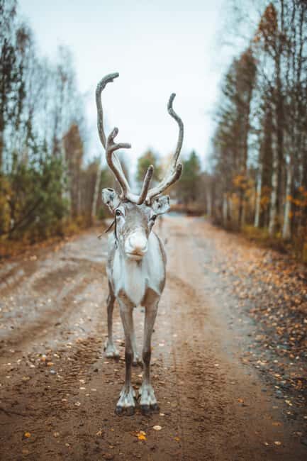 Rovaniemi: Walk with Reindeer - FAQ