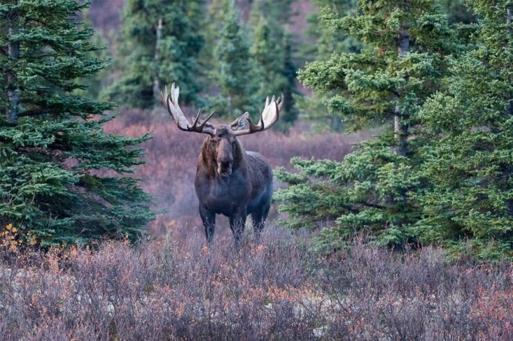 Rovaniemi: Wild Moose Safari - Activity Details
