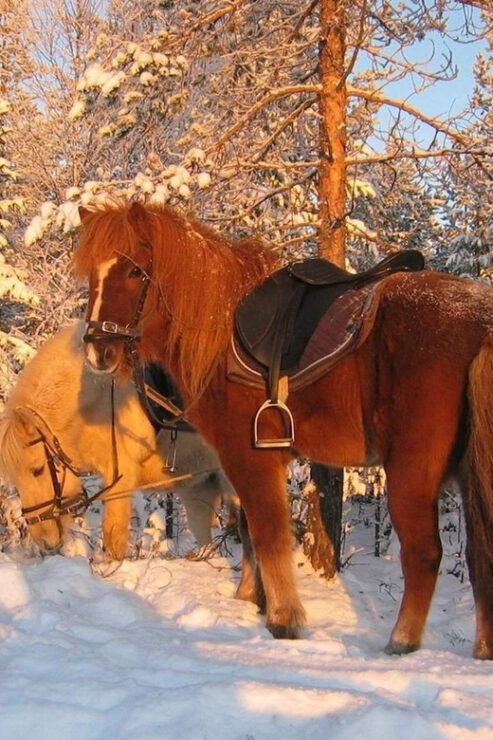Rovaniemi: Winter Horse Riding in Arctic Nature - Duration and Pricing Details