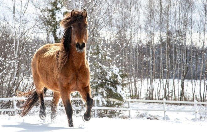Rovaniemi: Winter Horse Riding in Arctic Nature - Highlights of the Ride