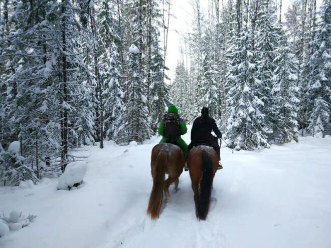 Rovaniemi: Winter Horse Riding in Arctic Nature - Horseback Riding Features