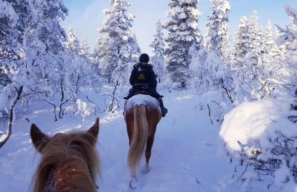 Rovaniemi: Winter Horse Riding in Arctic Nature - Safety and Guidelines