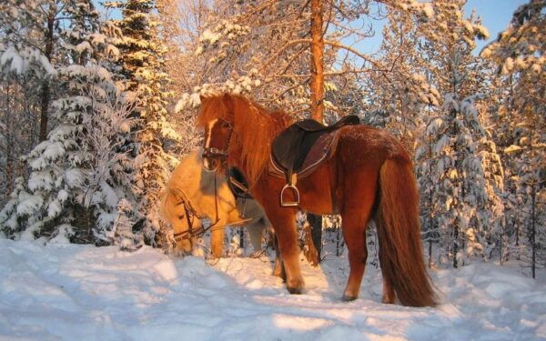 Rovaniemi: Winter Horse Riding in Arctic Nature - What to Expect on Your Ride