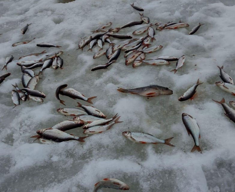 Rovaniemi: winter ice fishing tour - Good To Know