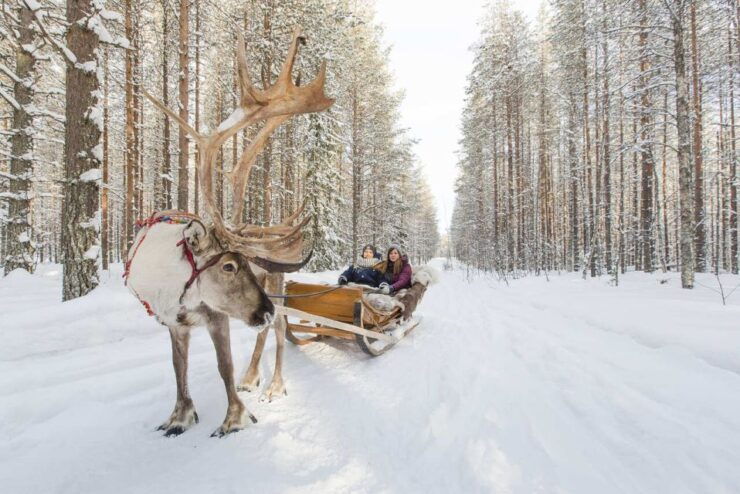 Rovaniemi: Winter Snowshoeing, Reindeer & Husky Sleigh Ride - Activity Details