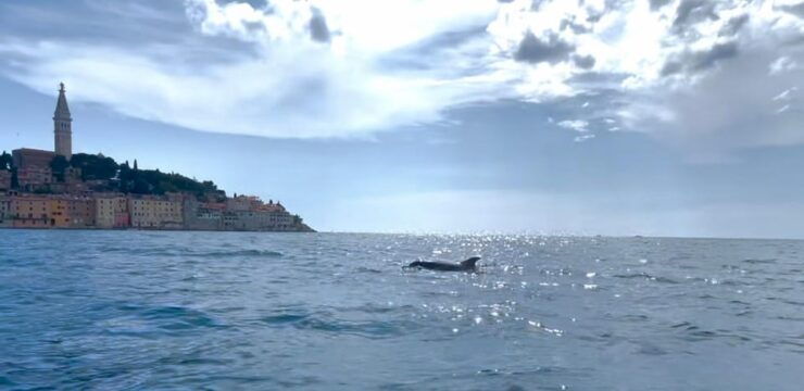 Rovinj: BUBA SUNSET Kayak, Snorkeling&Driknks Incuded - Good To Know