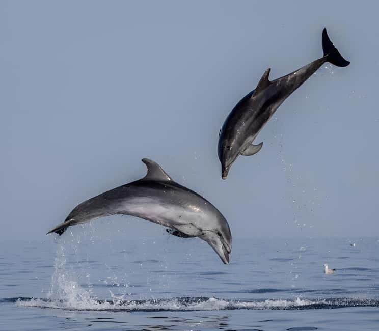 Rovinj: Dolphin Watching Sunset Speedboat Tour with Drinks - What Travelers Say: Authentic Experiences and Impressions