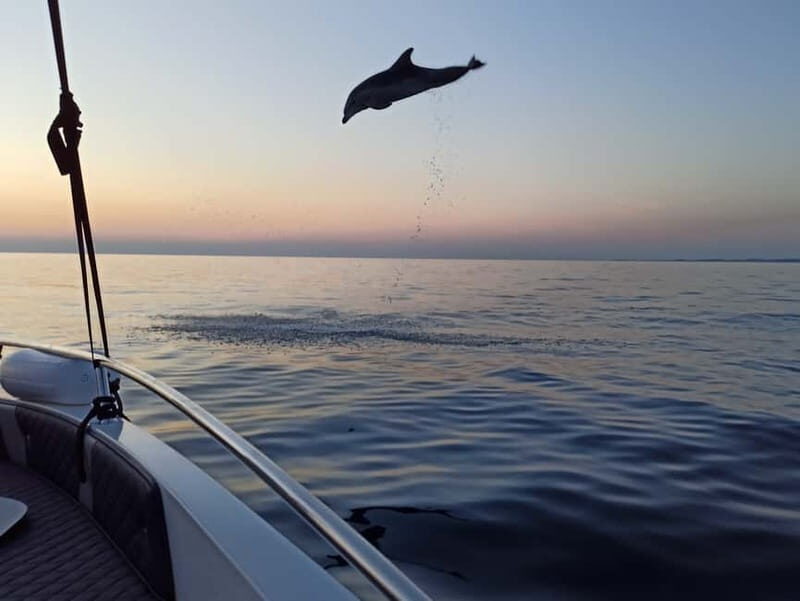 Rovinj: Dolphin Watching Sunset Speedboat Tour with Drinks - Who Would Love This Tour?