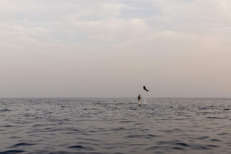 Rovinj: Dolphin Watching Sunset Speedboat Trip With Drinks - Tour Highlights