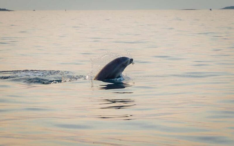 Rovinj: Dolphins at Sunset & Island Swimming Speedboat Tour - Good To Know