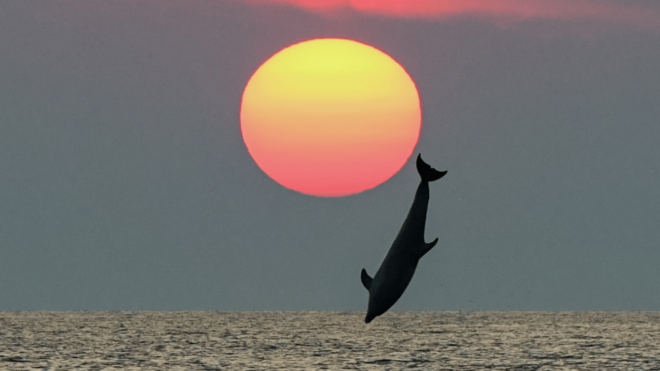 Rovinj: Family Friendly Dolphin Watching Tour - Pickup Locations and Accessibility
