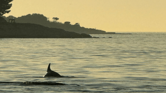 Rovinj: Family Friendly Dolphin Watching Tour - Customer Feedback and Ratings