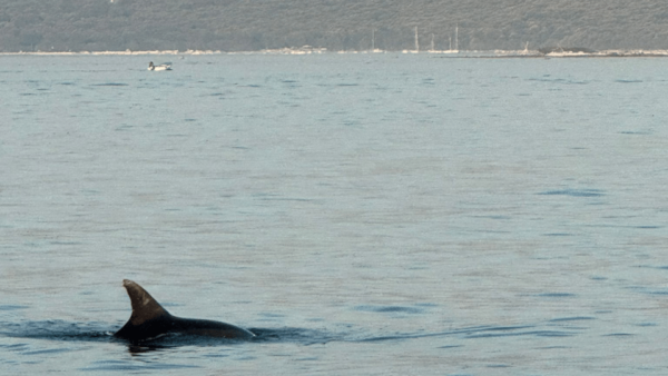Rovinj: Family Friendly Dolphin Watching Tour - What to Bring on the Tour