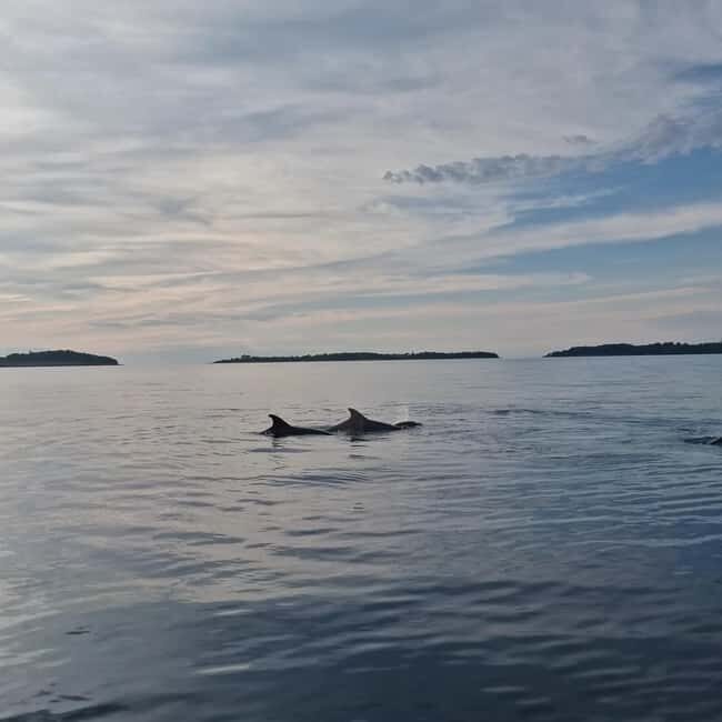 Rovinj: Shared Dolphin and Sunset Tour with Drinks - What to Expect from the Rovinj Dolphin and Sunset Tour
