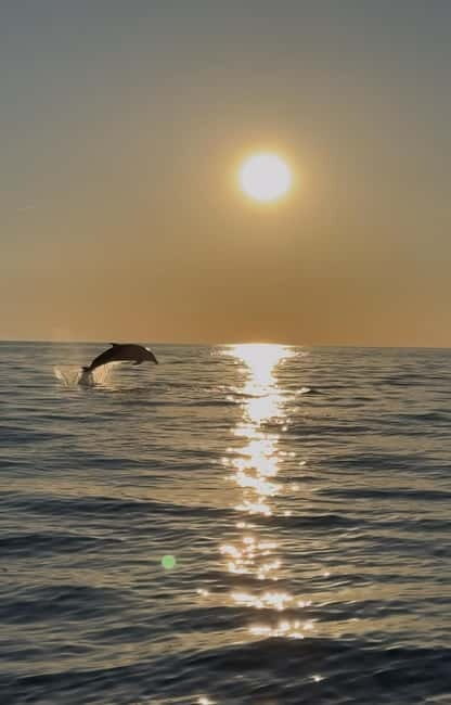 Rovinj: Shared Dolphin and Sunset Tour with Drinks - Authentic Experiences from Past Travelers