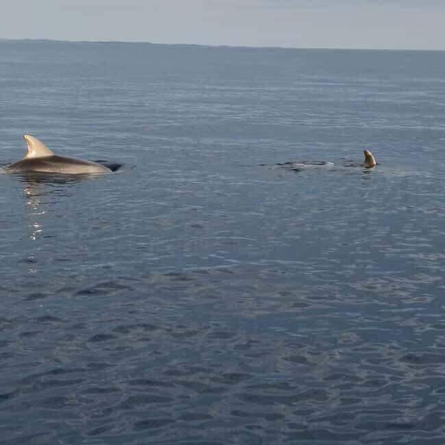 Rovinj: Shared Dolphin and Sunset Tour with Drinks - Practical Tips for Participants