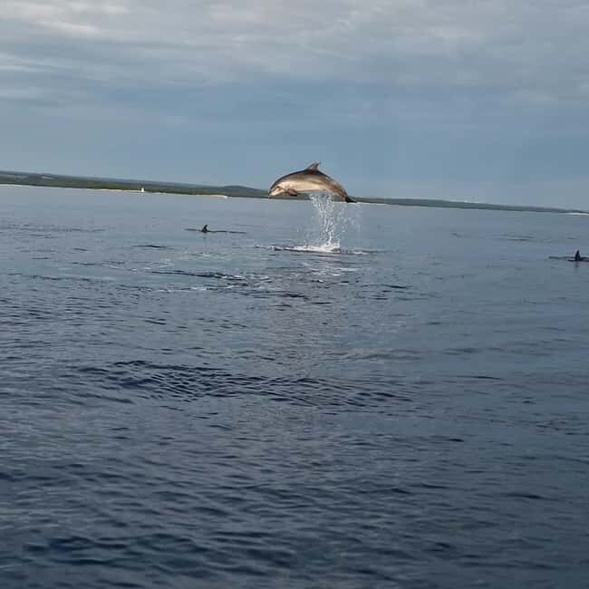 Rovinj: Shared Dolphin and Sunset Tour with Drinks - Who Should Book This Tour?