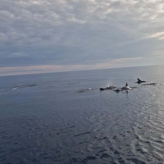 Rovinj: Shared Dolphin and Sunset Tour with Drinks - The Sum Up