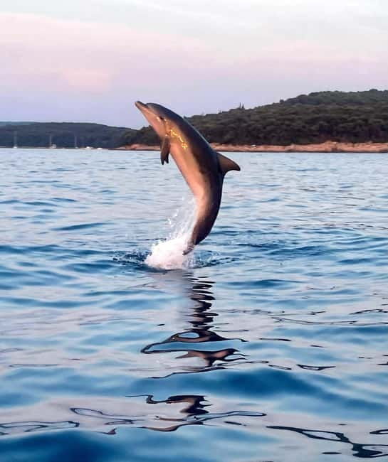 Rovinj: Shared Dolphin and Sunset Tour with Drinks - The Experience: What You Can Expect