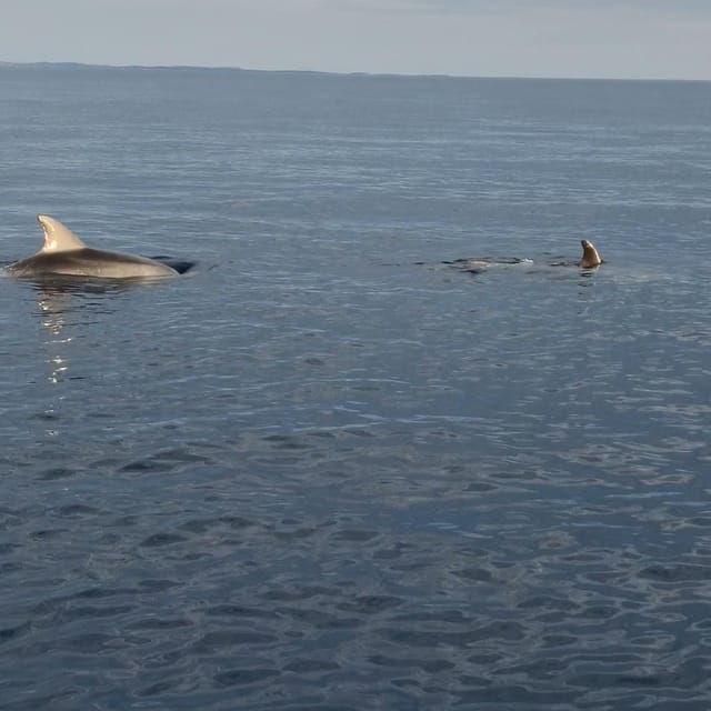 Rovinj: Shared Dolphin and Sunset Tour with Drinks - Practical Details and Tips