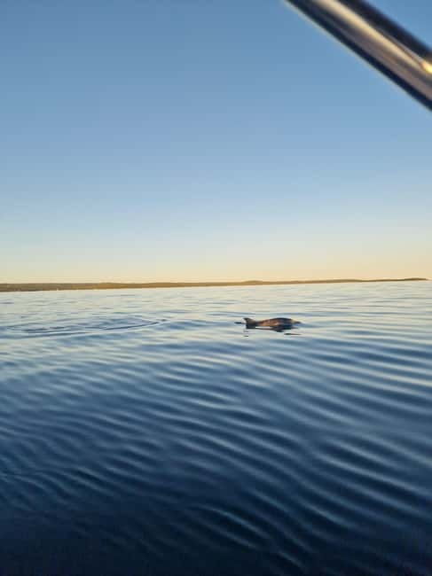 Rovinj: Shared Dolphin and Sunset Tour with Drinks - The Sum Up: Who Should Choose This Tour?