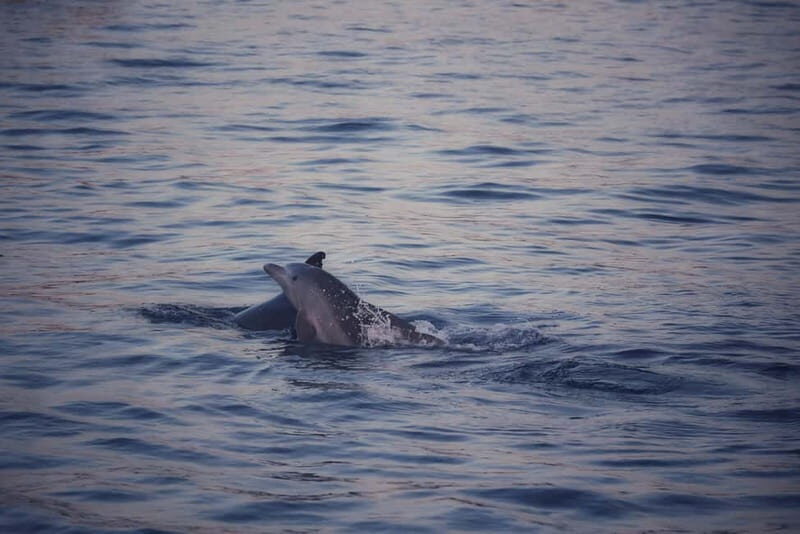 Rovinj: Sunset Lim Fjord Tour with BBQ, Swimming & Dolphins - Good To Know