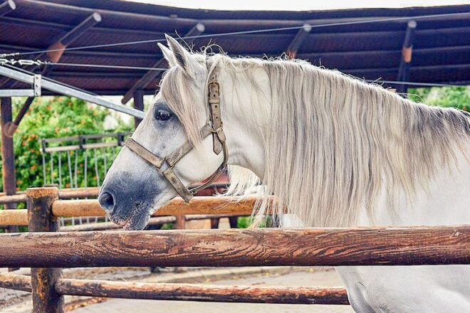 Royal Andalusian School of Equestrian Art Admission - Reviews and Ratings