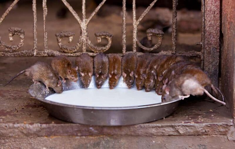 Royal Bikaner: Guided Full-Day City Tour with Hotel Pickup - What Makes This Tour Stand Out?