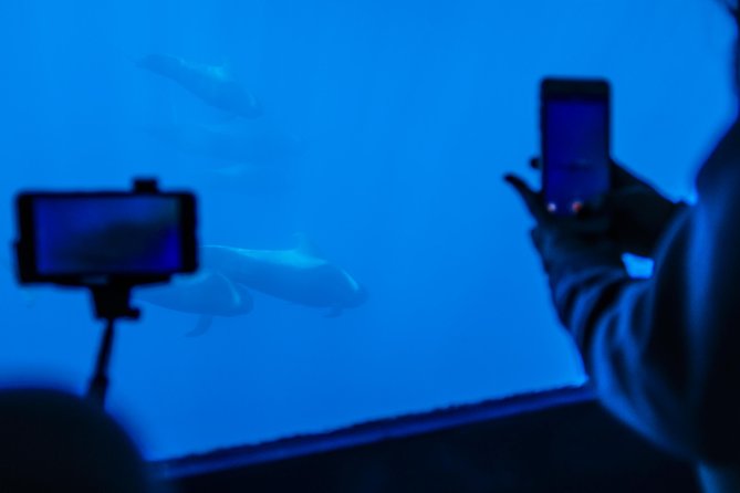 Royal Delfin - 2Hour Sustainable Dolphin & Whale Watching Mini Cruise - Catamaran Features