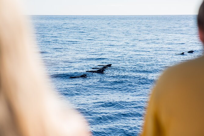 Royal Delfin - 2Hour Sustainable Dolphin & Whale Watching Mini Cruise - Stunning Coastal Views