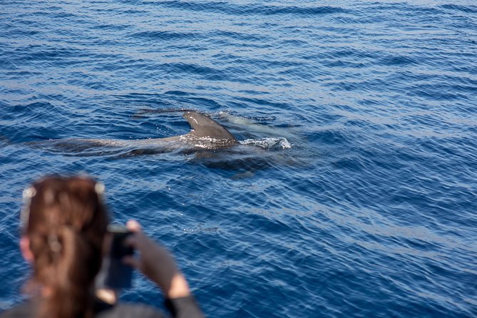 Royal Delfin - 2Hour Sustainable Dolphin & Whale Watching Mini Cruise - Accessibility and Travel Information