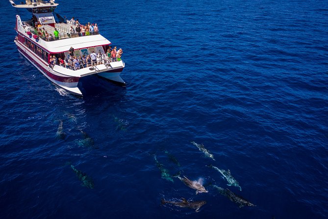 Royal Delfin - 2Hour Sustainable Dolphin & Whale Watching Mini Cruise - Common Questions