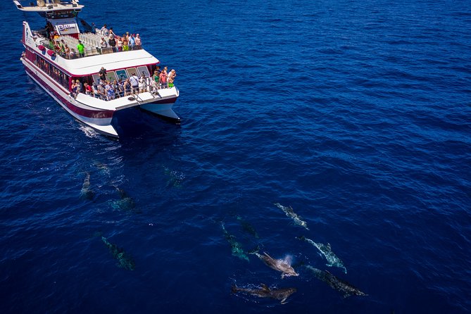 Royal Delfin - 45H Dolphin & Whale Watching - Los Gigantes Masca - Lunch & Swim - Directions