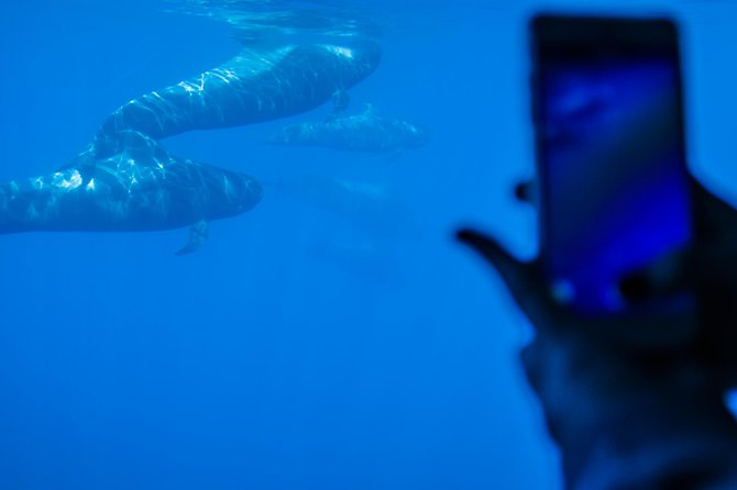 Royal Delfin - 45H Dolphin & Whale Watching - Los Gigantes Masca - Lunch & Swim - The Sum Up