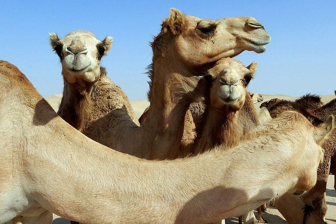 Royal Desert Safari Tour With Dinner At Al Hadheerah (Bab Al Shams) - Price and Terms