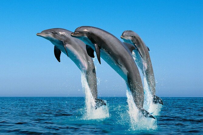 ROYAL Dolphin House With Water Sports - VIP Snorkeling Sea Trip - Hurghada - Reviews and Ratings