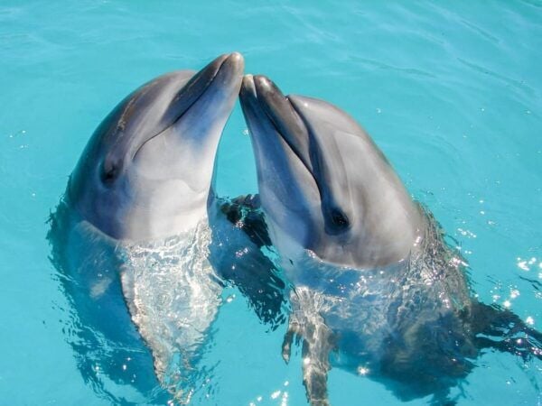 ROYAL GARRAFON VIP - DOLPHIN ROYAL SWIM - Cancellation and Refund Policy