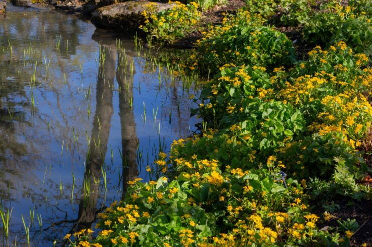 Royal Horticultural Society: Harlow Carr Garden Ticket - Experience