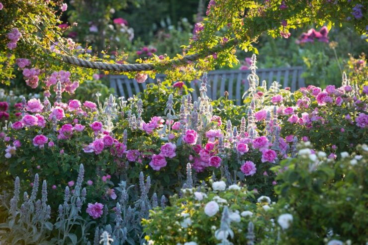 Royal Horticultural Society: Rosemoor Garden Ticket - Experience