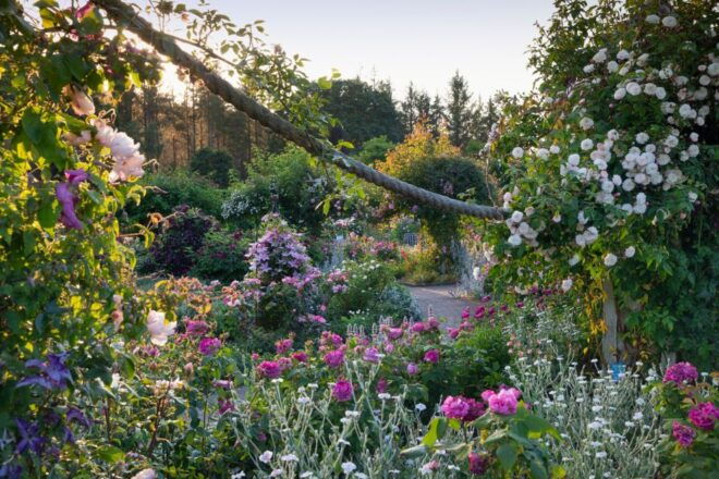 Royal Horticultural Society: Rosemoor Garden Ticket - Full Description