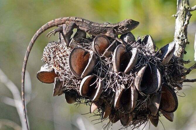 Royal National Park Wilderness Half-Day from Sydney with Picnic - FAQ  