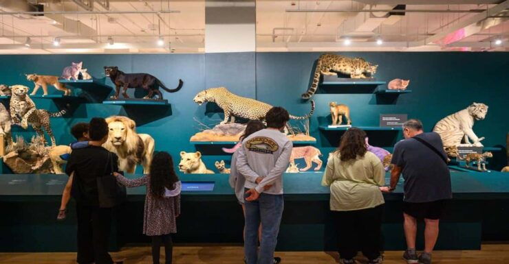 Royal Ontario Museum Revealed: A Guided Tour Through History - Good To Know