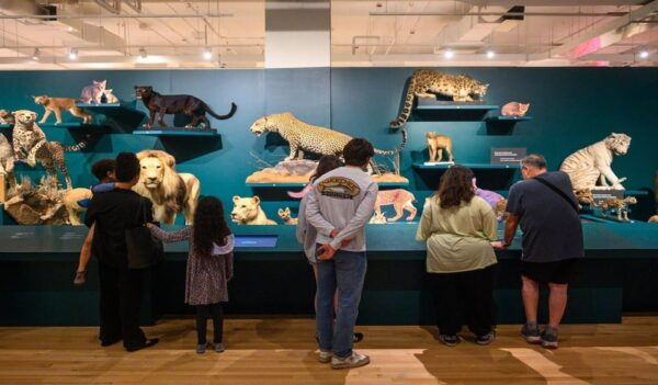 Royal Ontario Museum Revealed: A Guided Tour Through History - Convenient Meeting Point Location