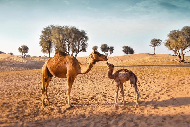 Royal Private Desert Safari - Exclusive SUV - Luxury Desert Bedouin Camp Experience