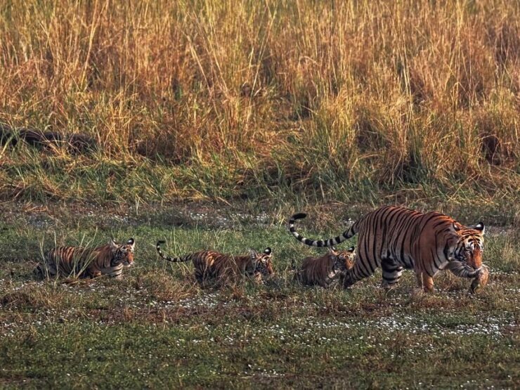 Royal Rajasthan Tour With Mumbai by Car 15 Nights 18 Days - Tour Overview