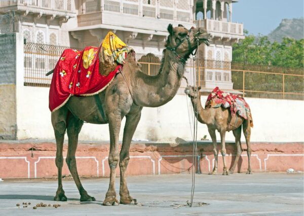Royal Trails of Jaipur With a Local Half Day Guided Tour - The Sum Up
