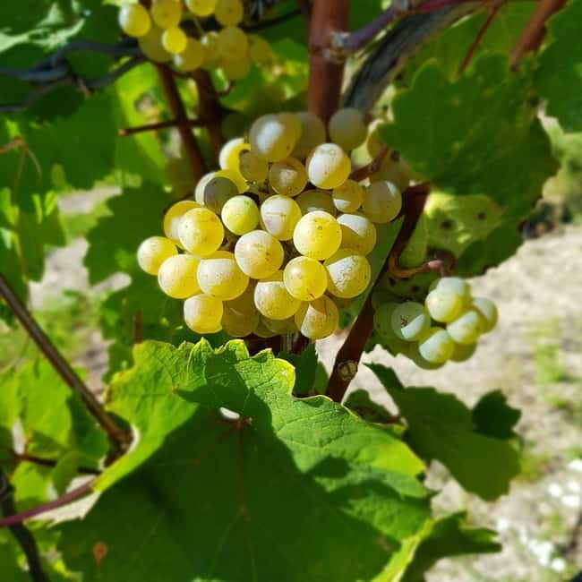 Rüdesheim - Wine tasting - A journey of pleasure through 5 wines - Good To Know